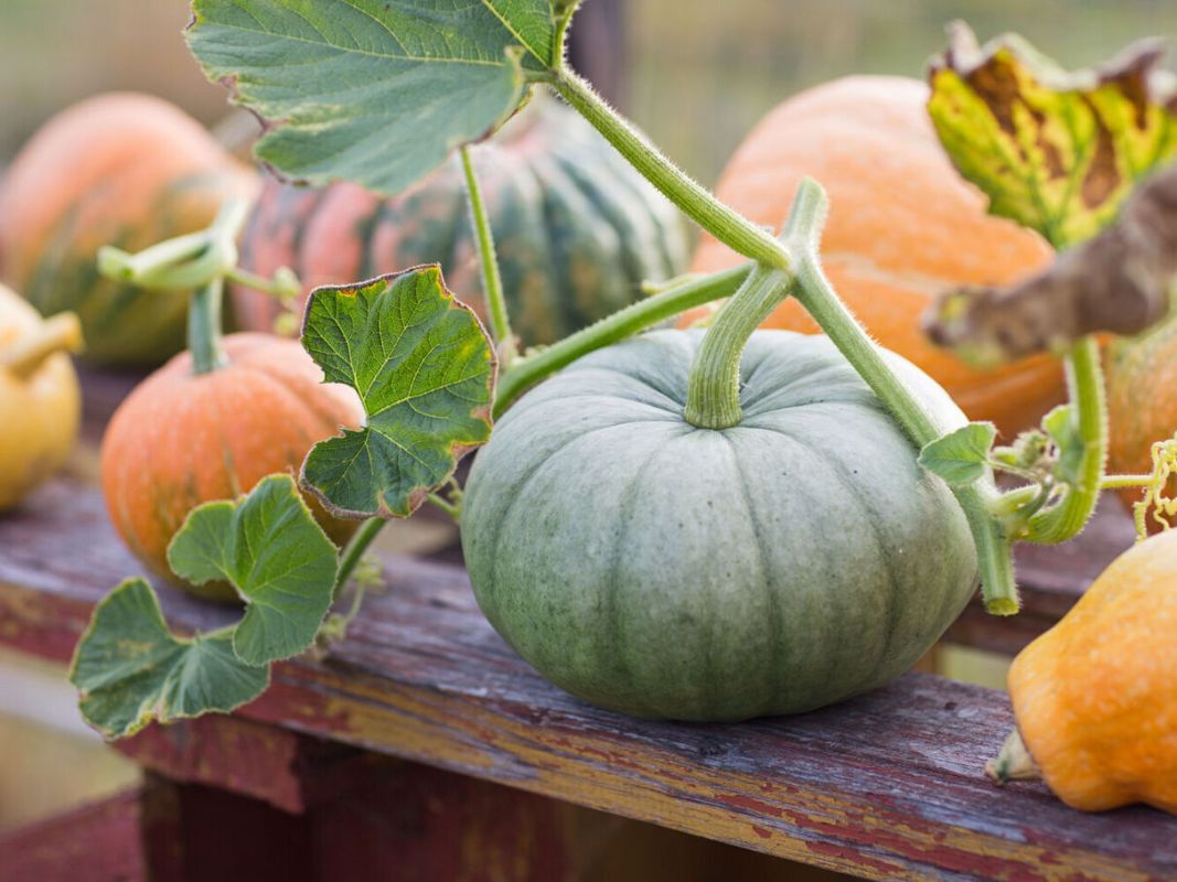 Le potiron, le superaliment d'automne selon un gastro-entérologue révélé