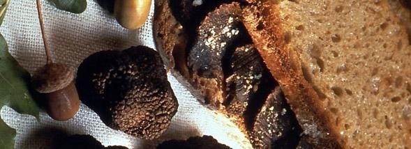 Miam n° 5 : le délice du sandwich à la truffe fraîche par Michel Rostang