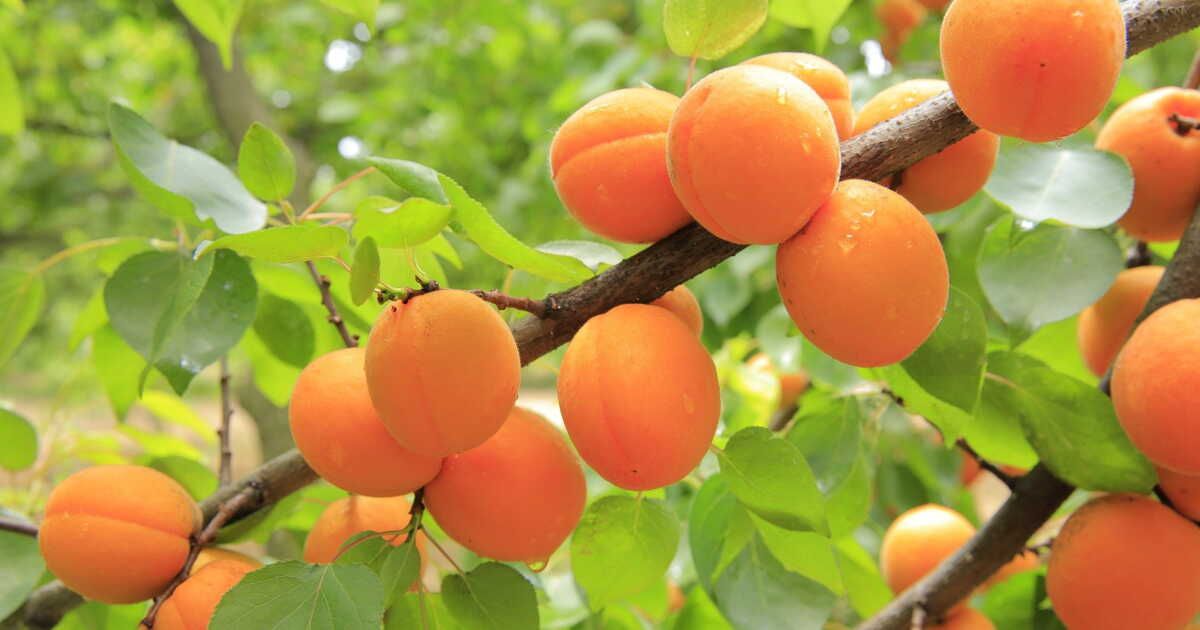 Les variétés d’abricots à déguster cet été