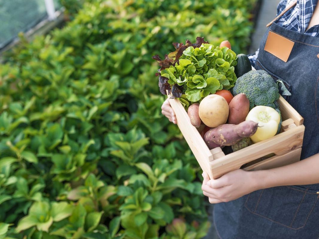 Pourquoi choisir le bio : bienfaits et saveurs révélés
