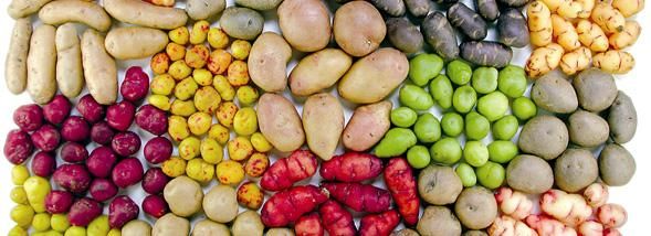 La France célèbre la première journée nationale Slow Food autour de la pomme de terre