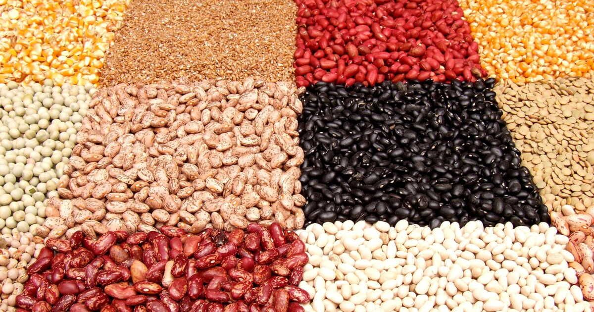 À la découverte de sept variétés de haricots aux multiples bienfaits