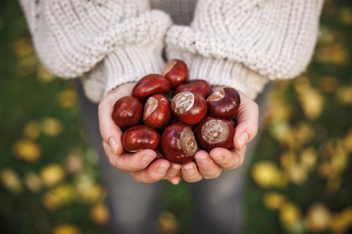 Châtaignes ou marrons : reconnaissez les dangers en un clin d'œil