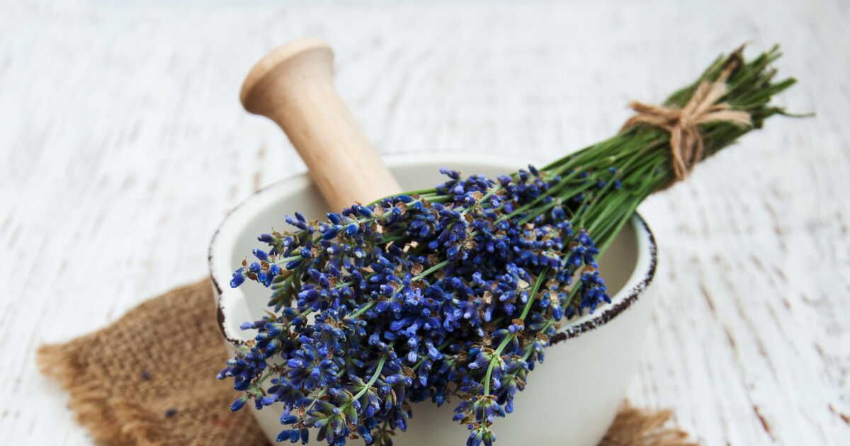 Comment intégrer la lavande dans vos recettes préférées