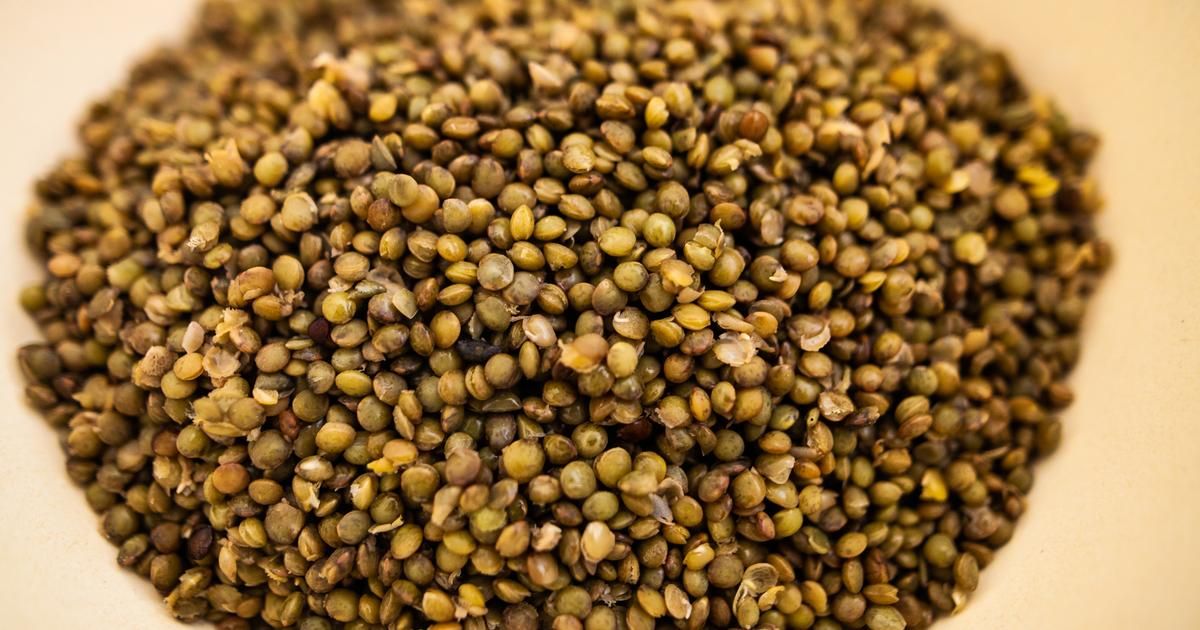 Les lentilles vertes : guide complet pour une cuisson parfaite