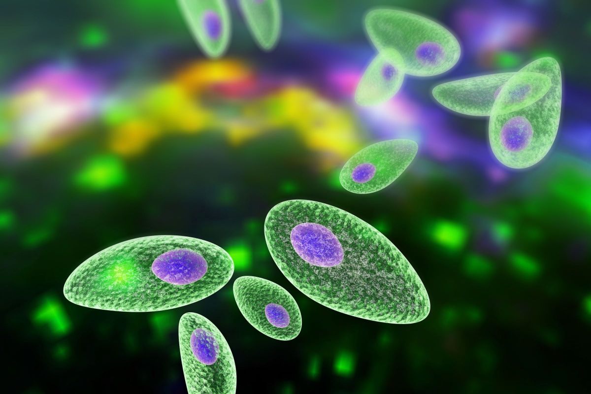 Un parasite pourrait booster votre ambition entrepreneuriale